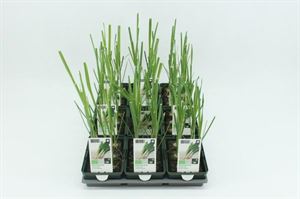 Bild von Prei winter Bio